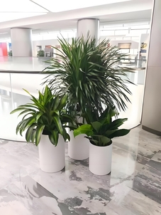 宁波北仑植物出租公司